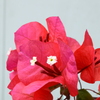 四季折々の花 (30)