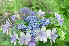 四季折々の花 (75)