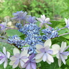 四季折々の花 (75)