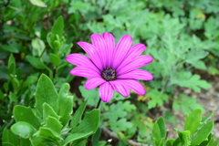 四季折々の花 (3)