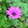 四季折々の花 (3)