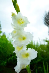 四季折々の花 (56)