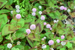 四季折々の花 (18)