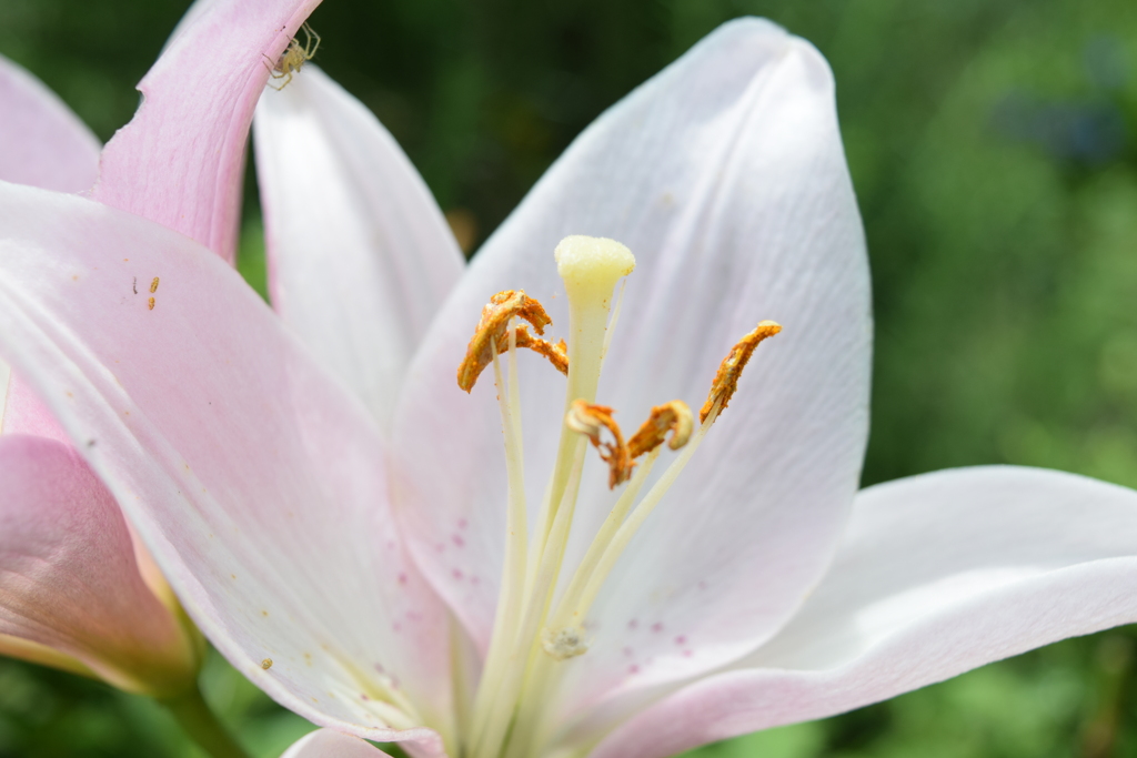 四季折々の花 (50)
