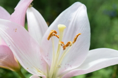 四季折々の花 (50)