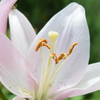 四季折々の花 (50)