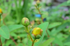 四季折々の花 (36)