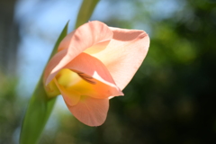 四季折々の花 '55)