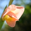 四季折々の花 '55)