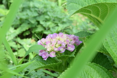 四季折々の花 (76)