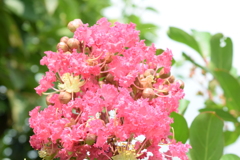 四季折々の花 (65)