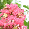 四季折々の花 (65)