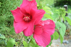四季折々の花 (79)