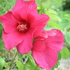四季折々の花 (79)