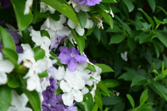 四季折々の花 (4)