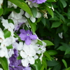 四季折々の花 (4)