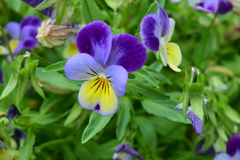 四季折々の花 (13)