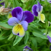 四季折々の花 (13)