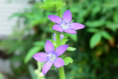 四季折々の花 (26)