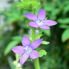 四季折々の花 (26)