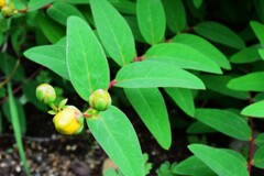 四季折々の花 (27)