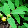 四季折々の花 (27)