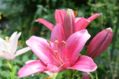 四季折々の花 (49)