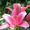 四季折々の花 (49)