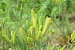 四季折々の花 (68)
