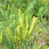 四季折々の花 (68)
