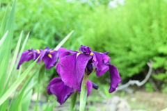四季折々の花 (45）