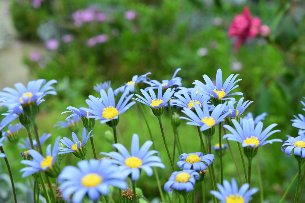 四季折々の花 (9)