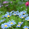 四季折々の花 (9)