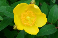 四季折々の花 (33)
