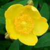 四季折々の花 (33)