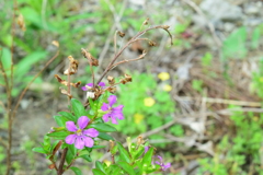 四季折々の花 (31)