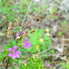 四季折々の花 (31)