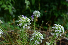 四季折々の花 (16)