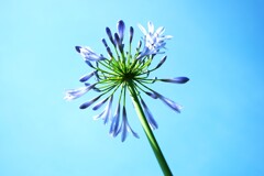 四季折々の花 (59)