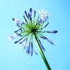 四季折々の花 (59)
