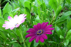 四季折々の花 (34)