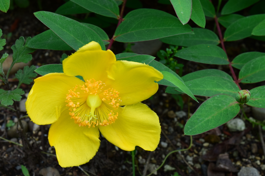 四季折々の花 (28)