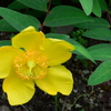 四季折々の花 (28)