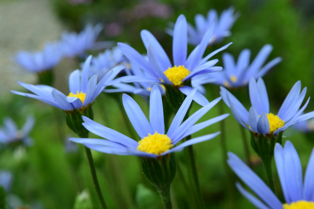 四季折々の花 (35)