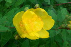 四季折々の花 (29)