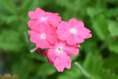 四季折々の花 (57)