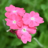 四季折々の花 (57)