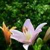 四季折々の花 (38)