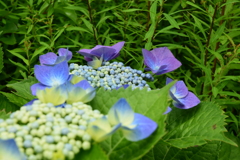 四季折々の花 (41)