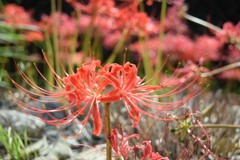 四季折々の花 (81)
